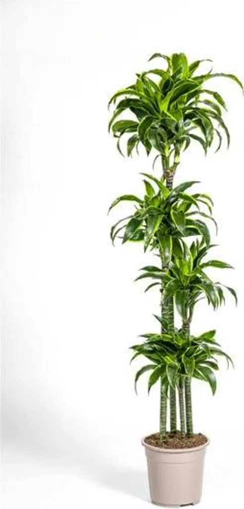 Dracaena Deremensis Dorado Ø27cm H180cm - Plante Verte Intérieur XL