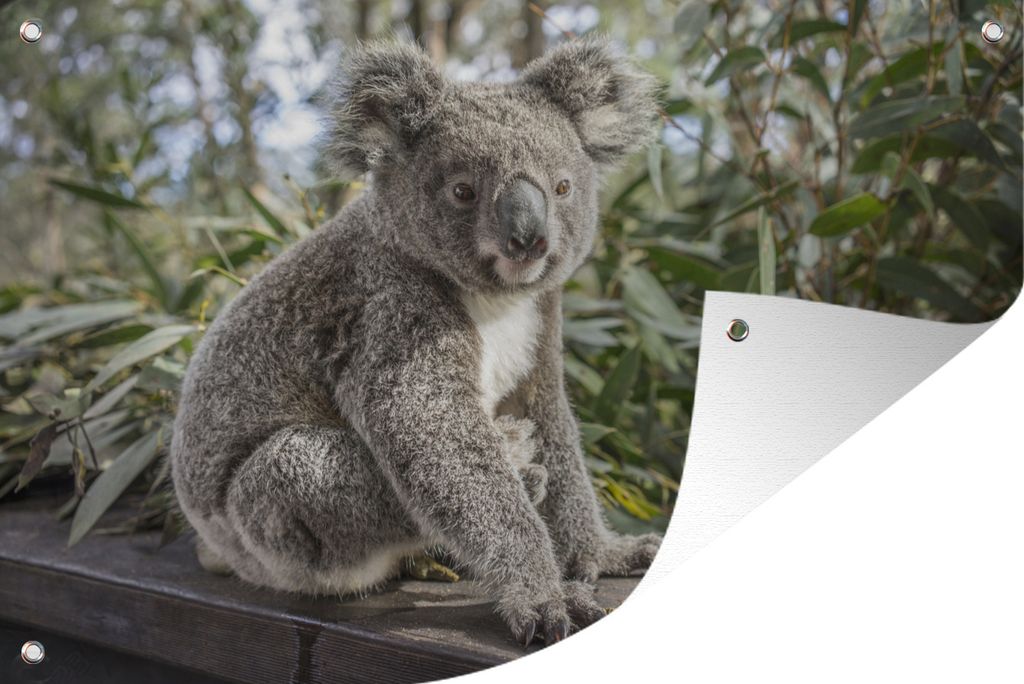 MuchoWow 60x40 cm Outdoor-Poster Gartendeko Sichtschutz Garten Poster für den Garten Koala - Regal - Pflanzen - Kinder - Jungen - Mädchen