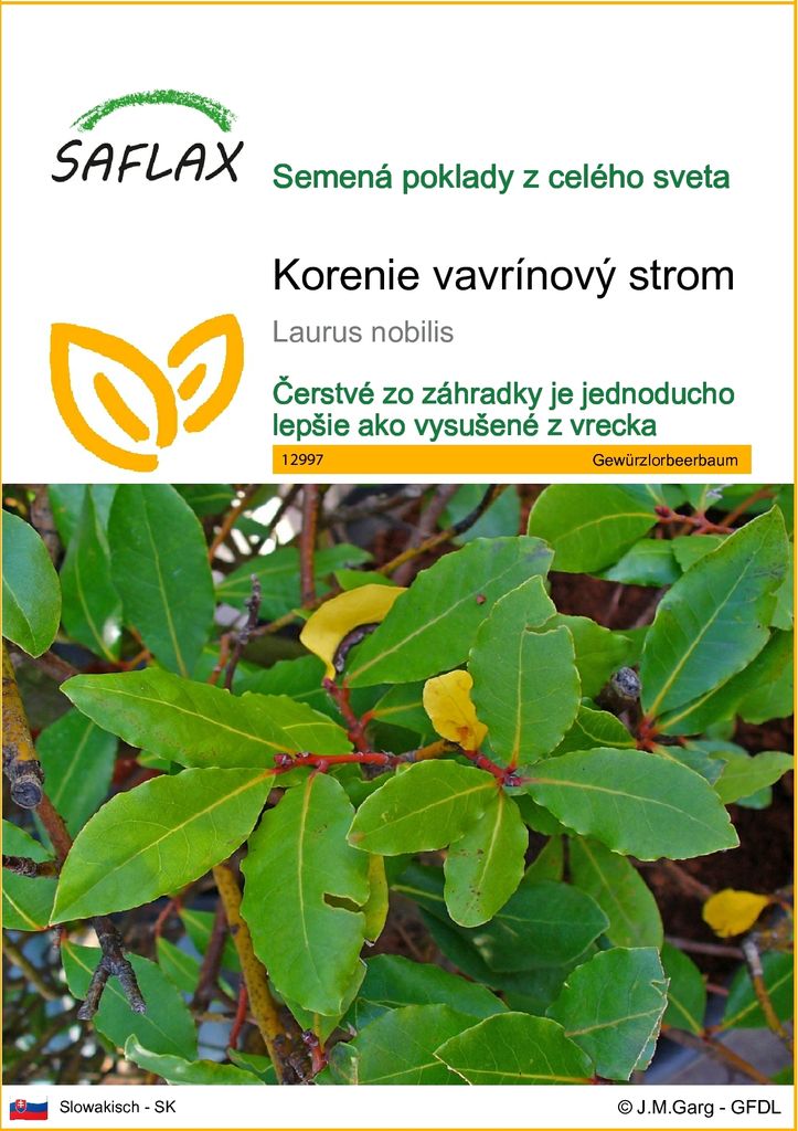 SAFLAX - korenie vavrínový strom - Laurus nobilis - 6 Obrázok produktu 