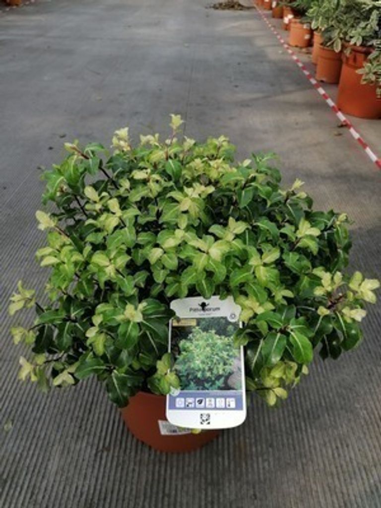 Pittosporum ten. 'Gold Star' - Australischer Lorbeer 30- 40 cm - Container