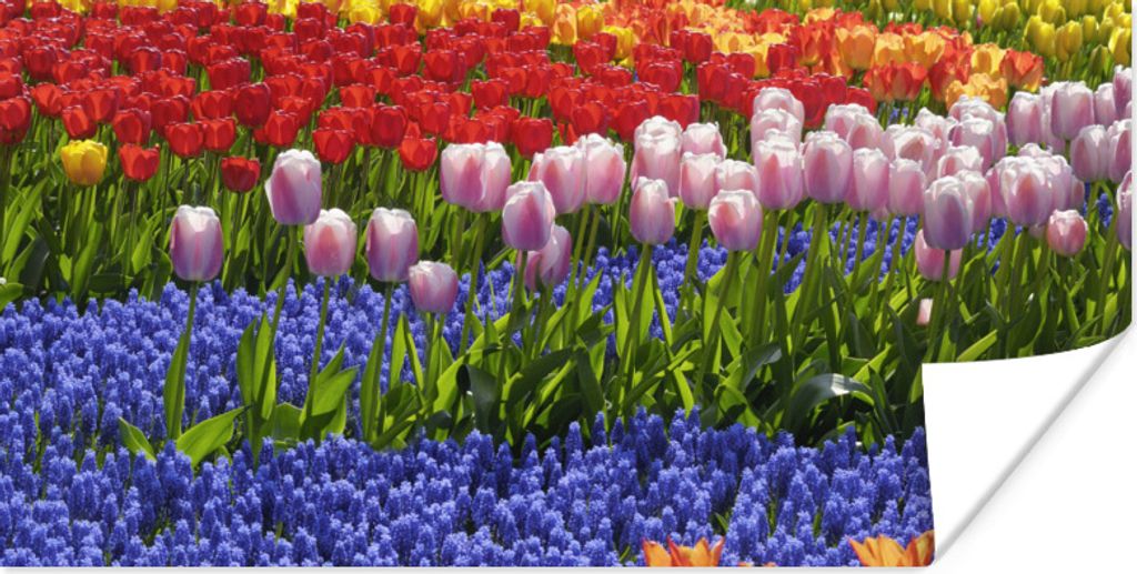 MuchoWow Poster Bunte Tulpen und Hyazinthen auf dem Keukenhof in Südholland 120x60 cm - Bild
