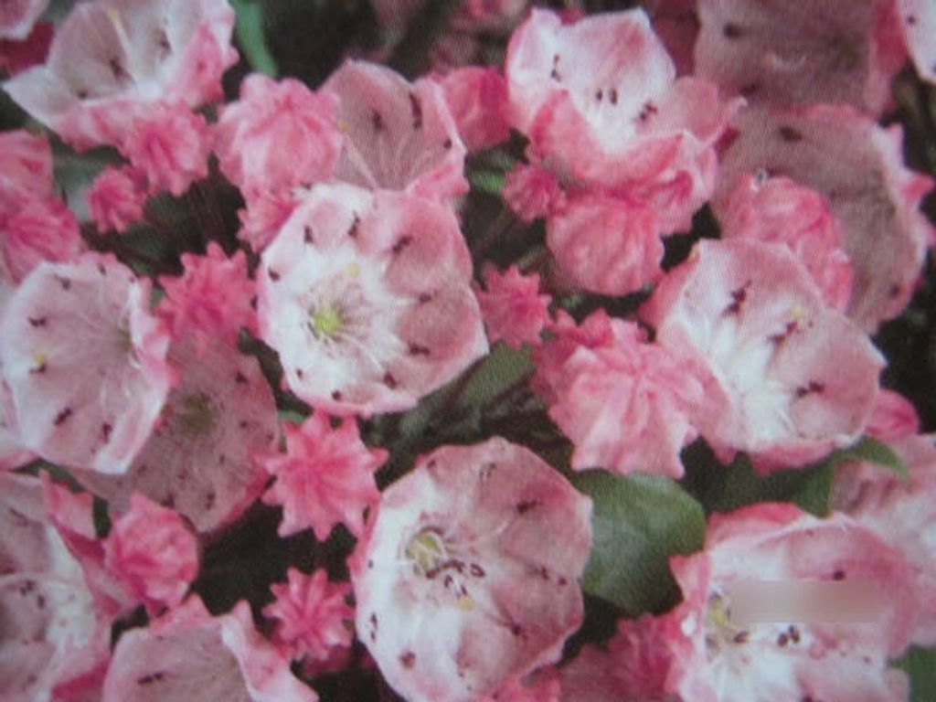 Lorbeerrose - Berglorbeer Pink Frost - Kalmia latifolia Pink Frost - 30-40cm