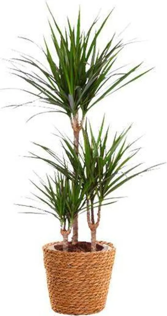 Plante verte Dracaena marginata 95 cm : un arbuste d'intérieur déco
