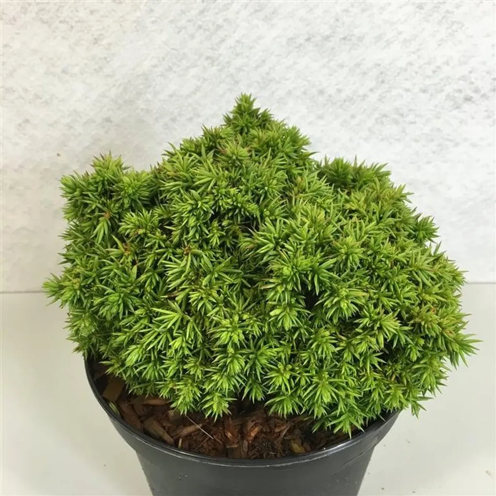 Cèdre japonais Tenzan pour terrasse et balcon - Petit arbuste en pot