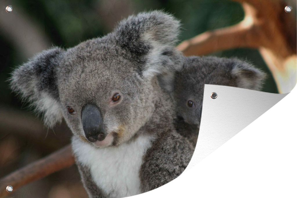 MuchoWow 90x60 cm Outdoor-Poster Gartendeko Sichtschutz Garten Poster für den Garten Koalas - Vater - Kind - Jungen - Mädchen