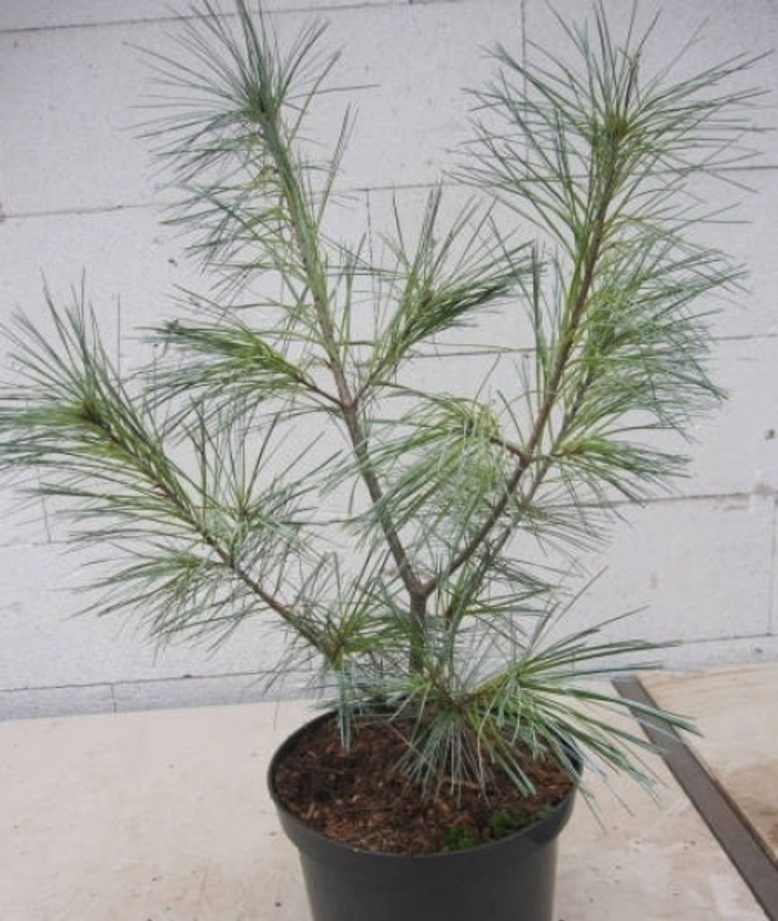 Pinus strobus Himmelblau - Blaue Weymouths-Kiefer Himmelblau - 30-40