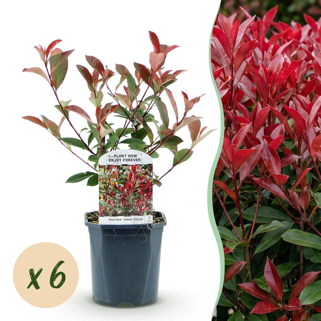 GreenboutiQ - Heckenpflanzen - Photinia fraseri Carre Rouge - grün rot - 6 Pflanzen - 1 laufender Meter - immergrün - Topf 17cm Höhe 55cm