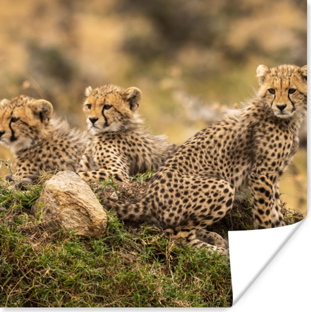 MuchoWow Poster Leopard - Wald - Tier 75x75 cm - Wand Dekoration