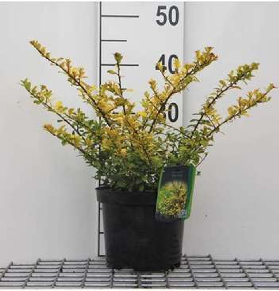 Ilex cren. 'Golden Gem' - Japanische Stechpalme 20- 30 cm - Container
