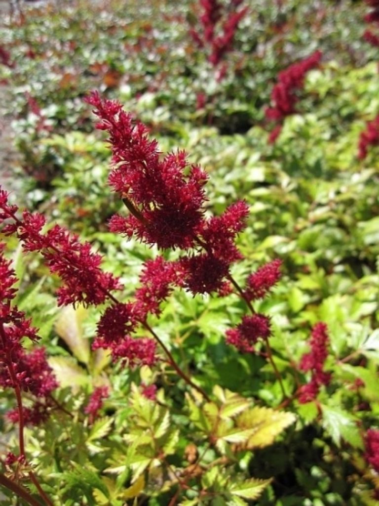 Prachtspiere Fanal - Astilbe arendsii Fanal
