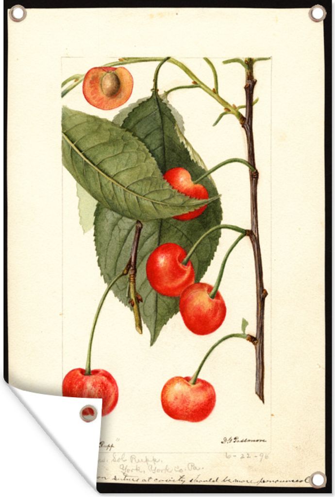 MuchoWow 80x120 cm Outdoor-Poster Gartendeko Sichtschutz Garten Poster für den Garten Kirschen - Gemälde von Deborah Griscom Passmore