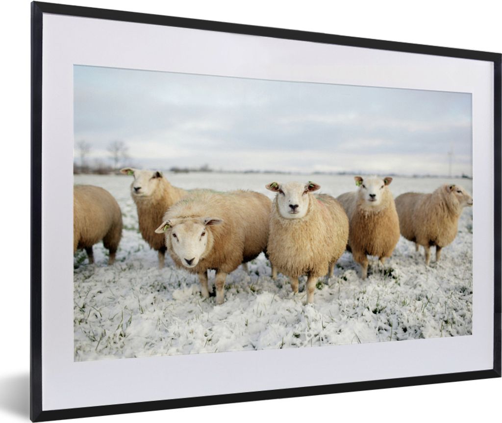 MuchoWow MuchoWow Gerahmtes Poster Gruppe von neugierigen Schafen 60x40 cm - Poster mit zchwarzem Bilderrahmen - Schlafzimmer - Plakat in Rahme...