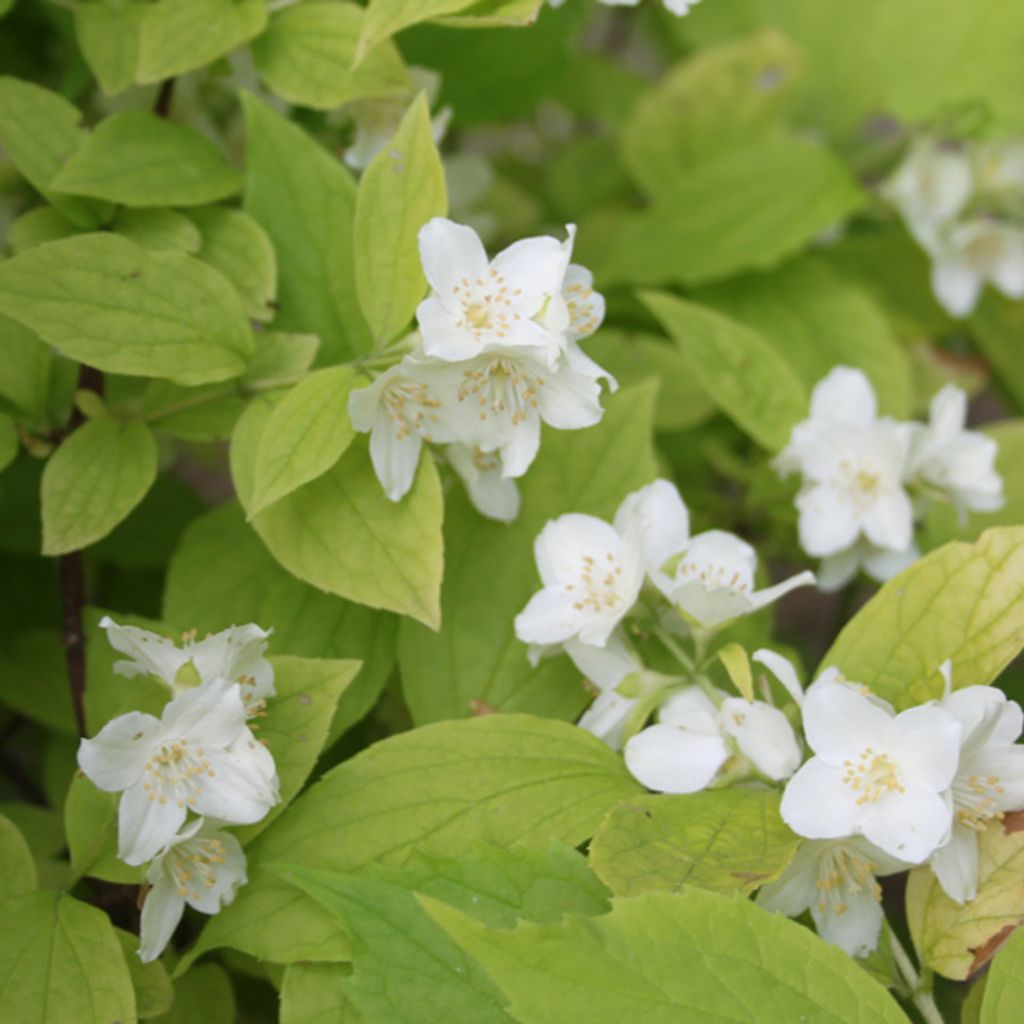 2 x  jasmín vonný  - Philadelphus coronarius 'Aureus'  | Obrázek produktu 