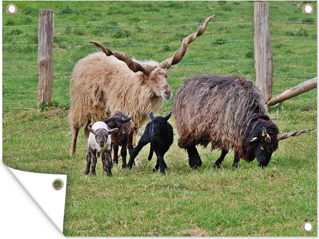 MuchoWow 40x30 cm Outdoor-Poster Gartendeko Sichtschutz Garten Poster für den Garten Schaf - Gras - Lamm - Horn