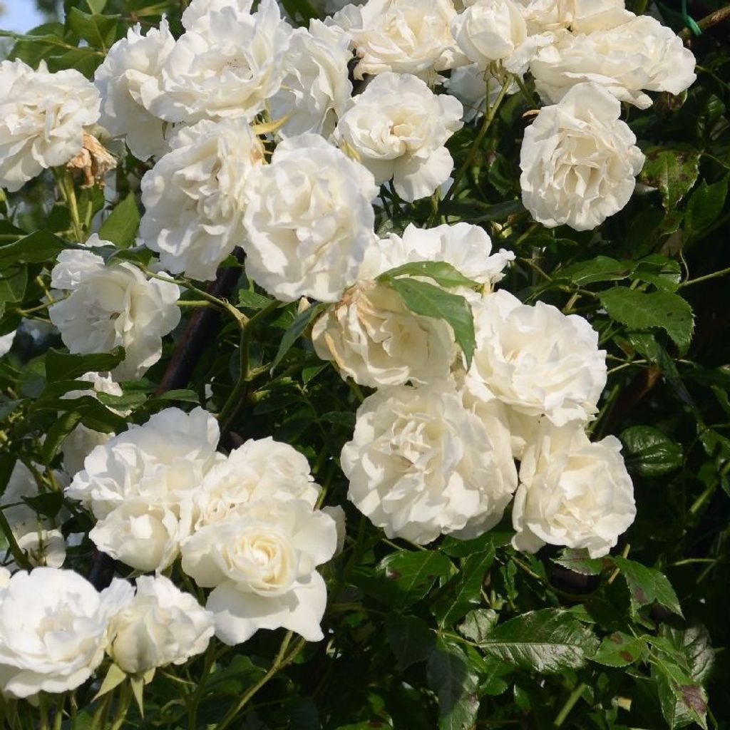 Rosa - Kletternde Rose - Rosa 'Madame Alfred Carriere'