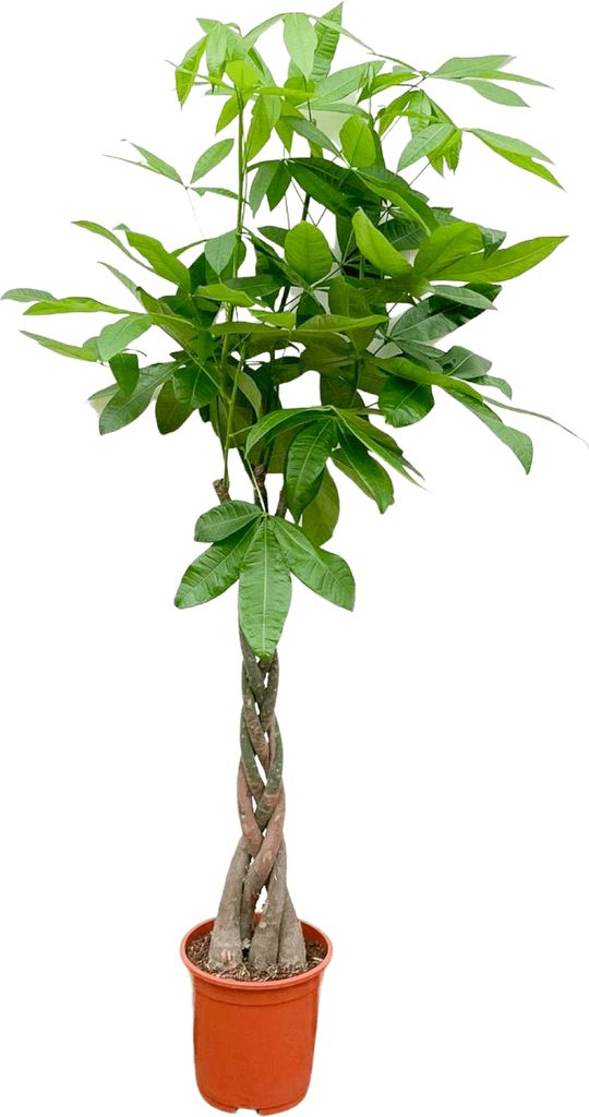 Glückskastanie – Pachira Aquatica – Zimmerpflanze 150cm – Ø27cm – Geldbaum mit geflochtenem Stamm – Exotische Grünpflanze für Wohnzim...