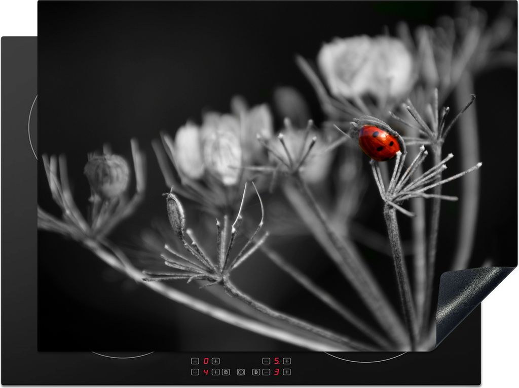KitchenYeah Herdabdeckplatte Schwarz-Weiß-Foto eines roten Marienkäfers auf einer Pflanze , 71x52cm, Küche Deko, Glaskeramikfeld Herdabdeckung...
