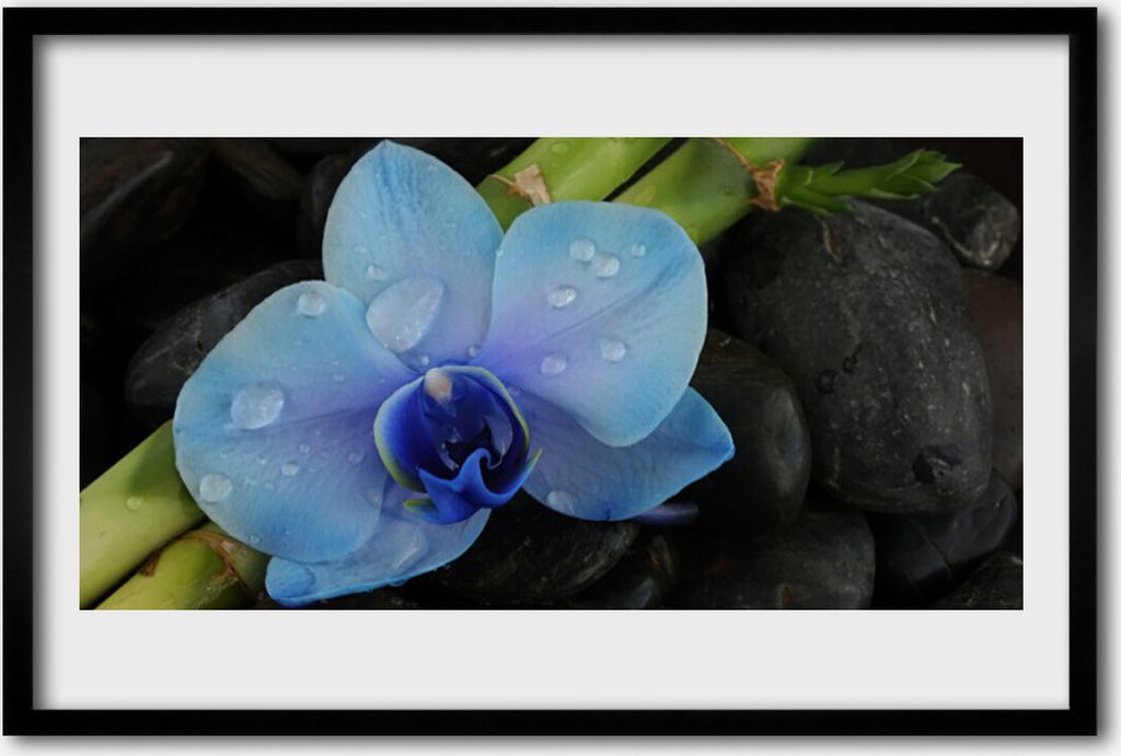 Bild 60x40 MDF-Rahmen Wandkunst Stein Blume Pflanze