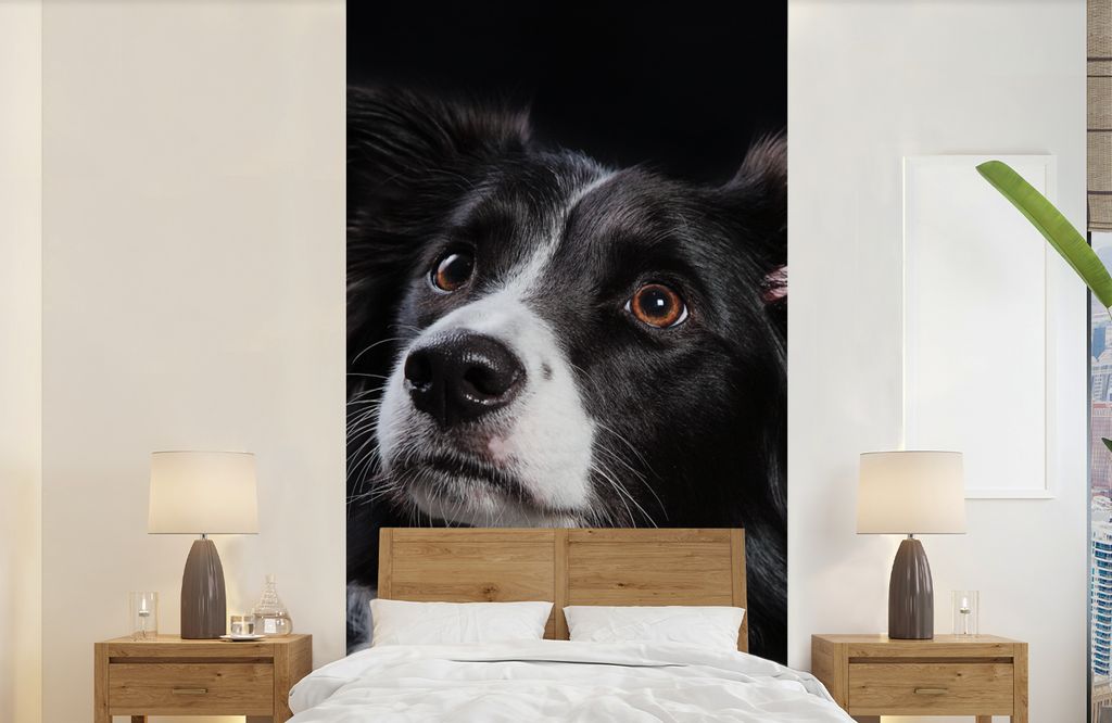MuchoWow Fototapete für Wohnzimmer oder Schlafzimmer Wandtapete Vinyl Motivtapete Porträt eines Border Collie - 120x240 cm - Hintergrundbild