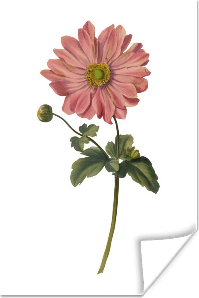 MuchoWow Poster Blumen - Rosa - Weiß 60x90 cm - Wanddekoration