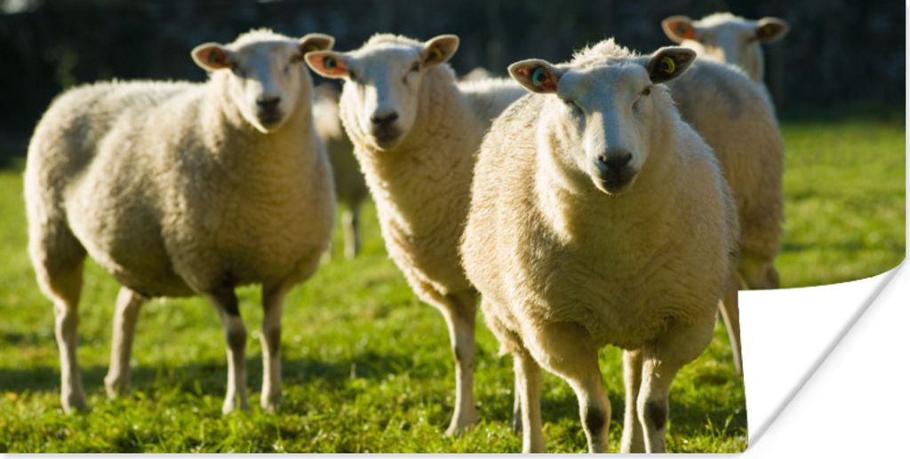 MuchoWow Poster Schafe - Tiere - Wolle 160x80 cm - Foto Poster