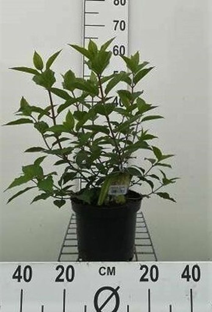 Hydrangea pan. 'Polar Bear' - Rispenhortensie 40- 50 cm Container