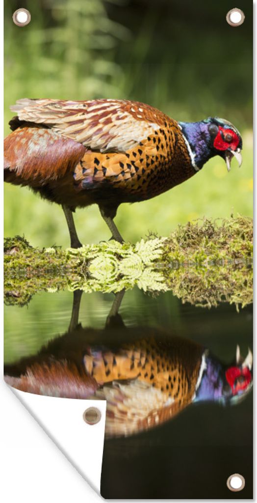 MuchoWow 80x160 cm Outdoor-Poster Gartendeko Sichtschutz Garten Poster für den Garten Fasan - Wasser - Spiegelung
