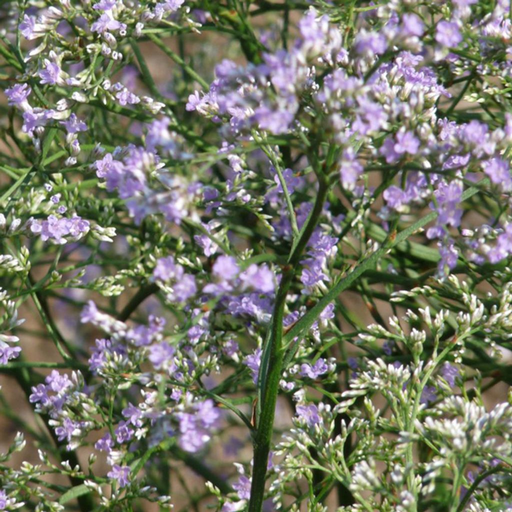 6 x Breitblättriger Steppenschleier - Limonium latifolium  Produktbild 