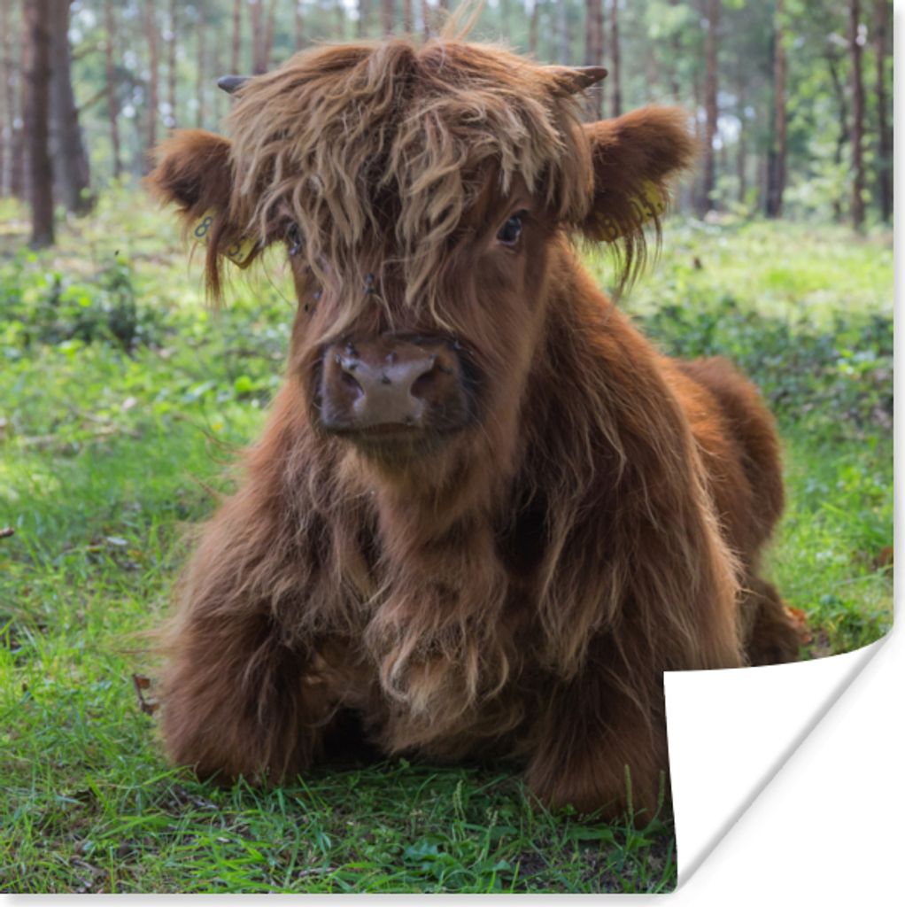 MuchoWow Poster Schottischer Highlander - Kröte - Tiere 30x30 cm - Wandposter - Printing