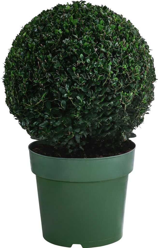 Dehner Japanische Stechpalme, Ilex crenata, Kugel-förmig, immergrün, 25-30 cm exkl. Pflanztopf, 5 l Topf, Gartenpflanze