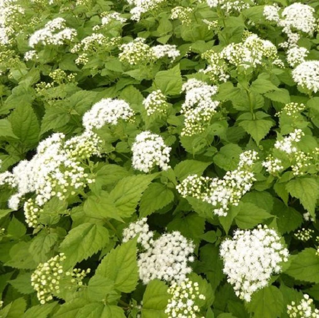 6 x Braunblättriger Wasserdost  - Eupatorium rugosum Produktbild 