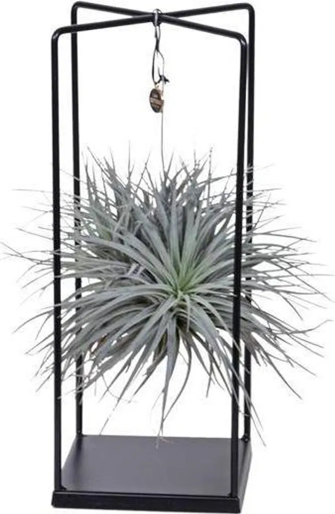 Arredo Esotico: Tillandsia Mix 20-35cm - Piante da Interno Senza Terra