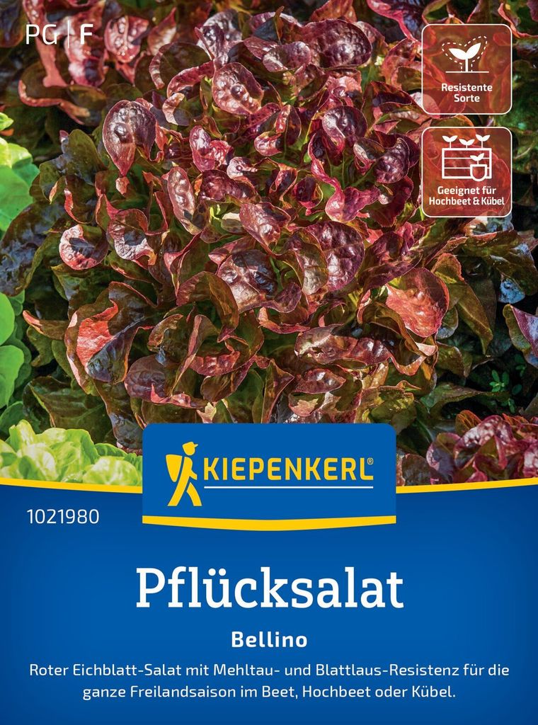 Kiepenkerl Pflücksalatsamen Bellino Lactuca sativa 150 Pflanzen