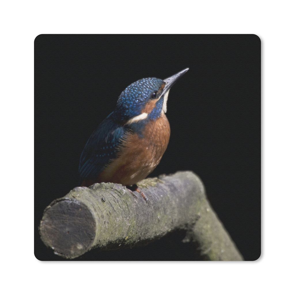 MuchoWow Mauspad Mousepad Eisvogel - Zweig - Federn - Schwarz 40x30 cm - Mousepads - Maus Mat - Pad - Mausunterlage - Anti Rutsch