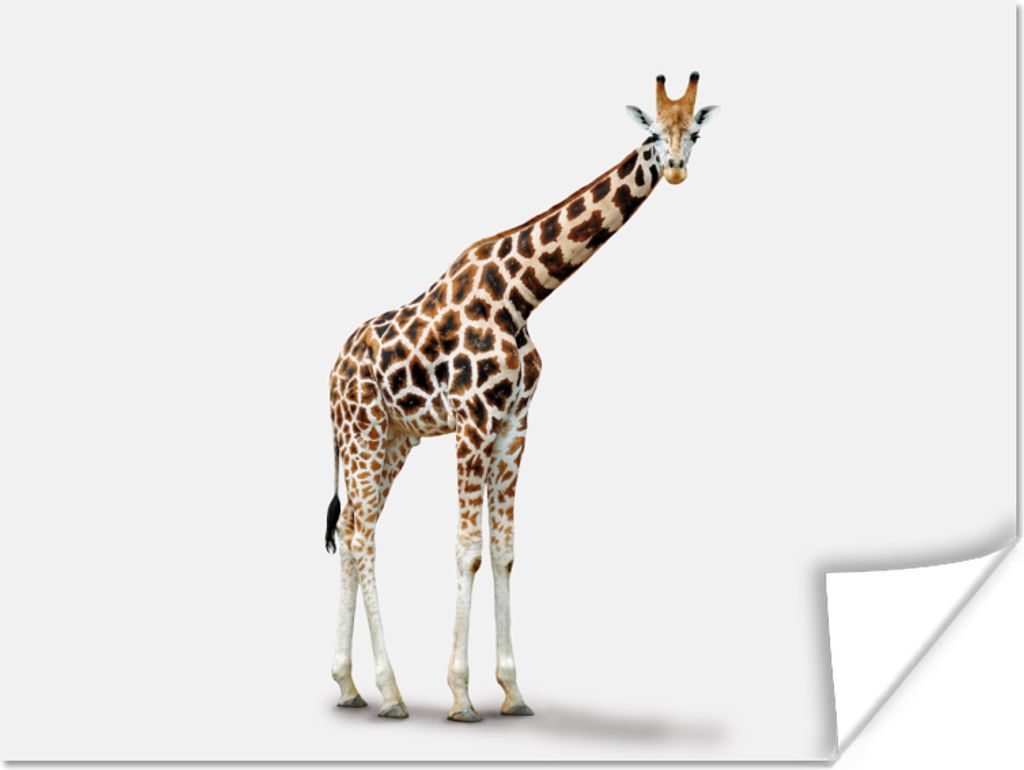 MuchoWow Poster Giraffe - Tiere - Weiß - Jungen - Mädchen - Kinder 120x90 cm - Wandbild