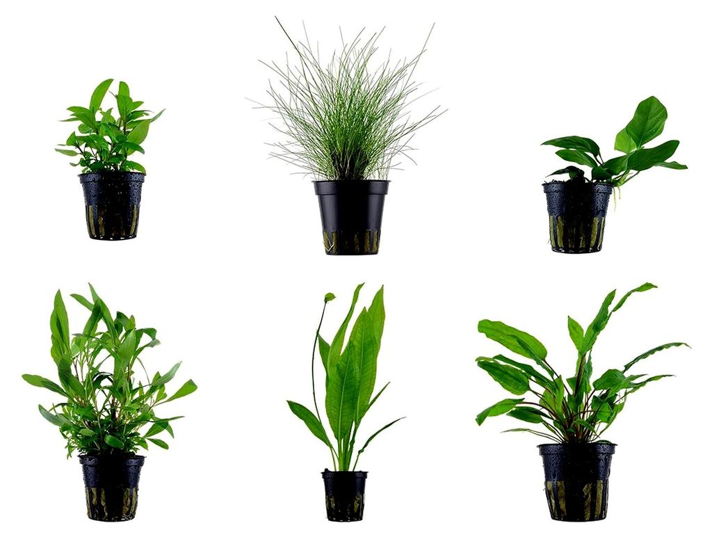 Einsteiger Set mit 6 einfachen Topf Pflanzen Aquariumpflanzenset Nr.1 Wasserpflanzen Aquarium Aquariumpflanzen