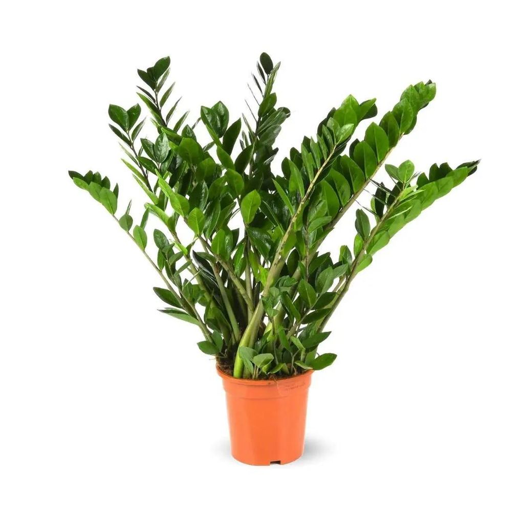 Zamioculcas zamiifolia - plante zz - ↕ 70-80 cm - ⌀ 17 cm - Image du produit 