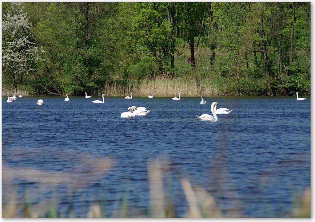 Tulup Leinwandbild - 100x70 cm - Wandkunst - Drucke auf Leinwand - Leinwanddruck - Tiere - Blau - Weiße Schwäne