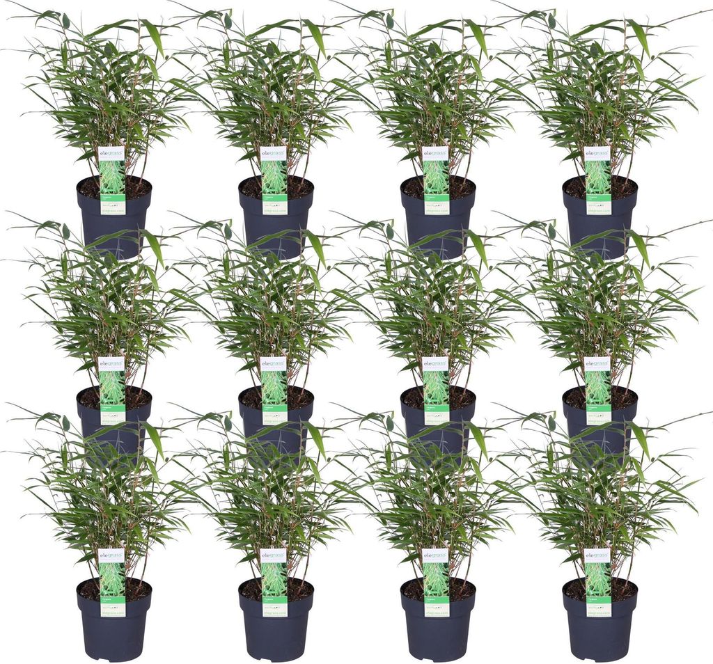 Roter Bambus 12x - ↨40cm - Ø14 Produktbild 