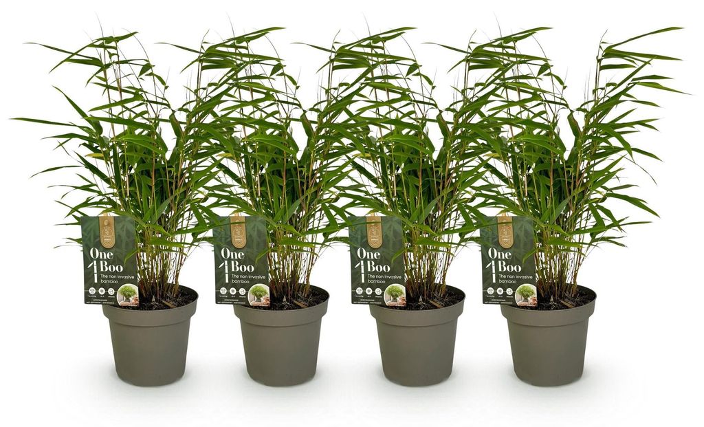 GreenboutiQ - Bambus - Fargesia rufa - Grün - 4 Pflanzen - Produktbild 
