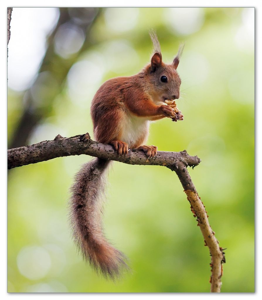 Wallario Herdabdeckplatte aus Glas, Größe 52 x 60 cm 1-teilig, Motiv Eichhörnchen auf einem Ast