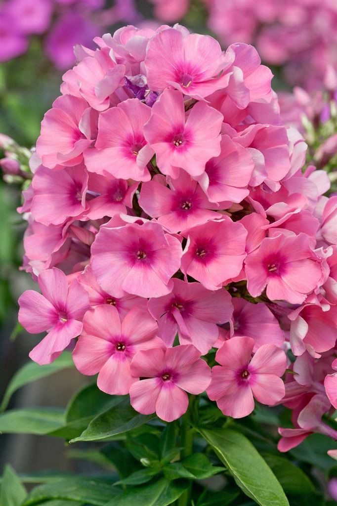 Phlox paniculata 'Light Pink Flame', Flammenblume, hellrosa, 2 Liter Container