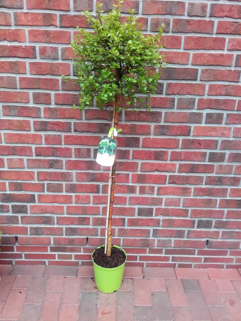 Betula pendula Magical Globe , Kugel-Birke, Größe: 170-180 cm , Zierbaum mit runder Krone, winterhart