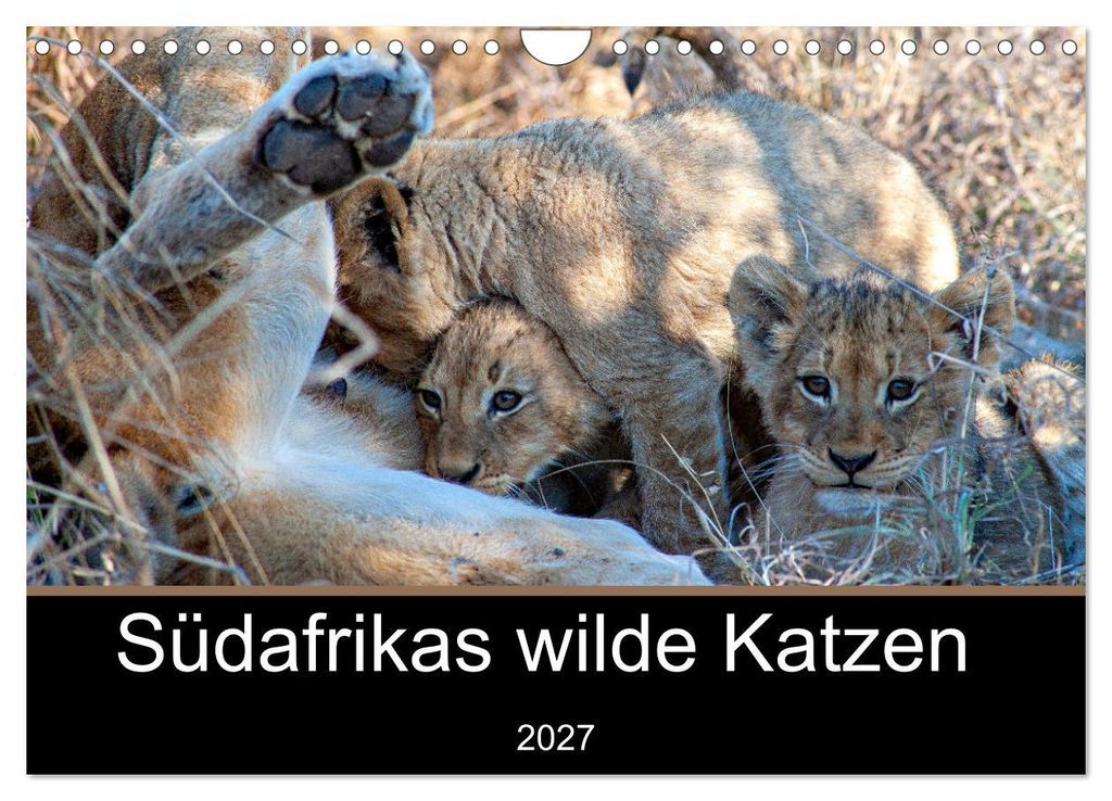 Südafrikas wilde Katzen (Wandkalender 2027 DIN A4 quer), CALVENDO Monatskalender