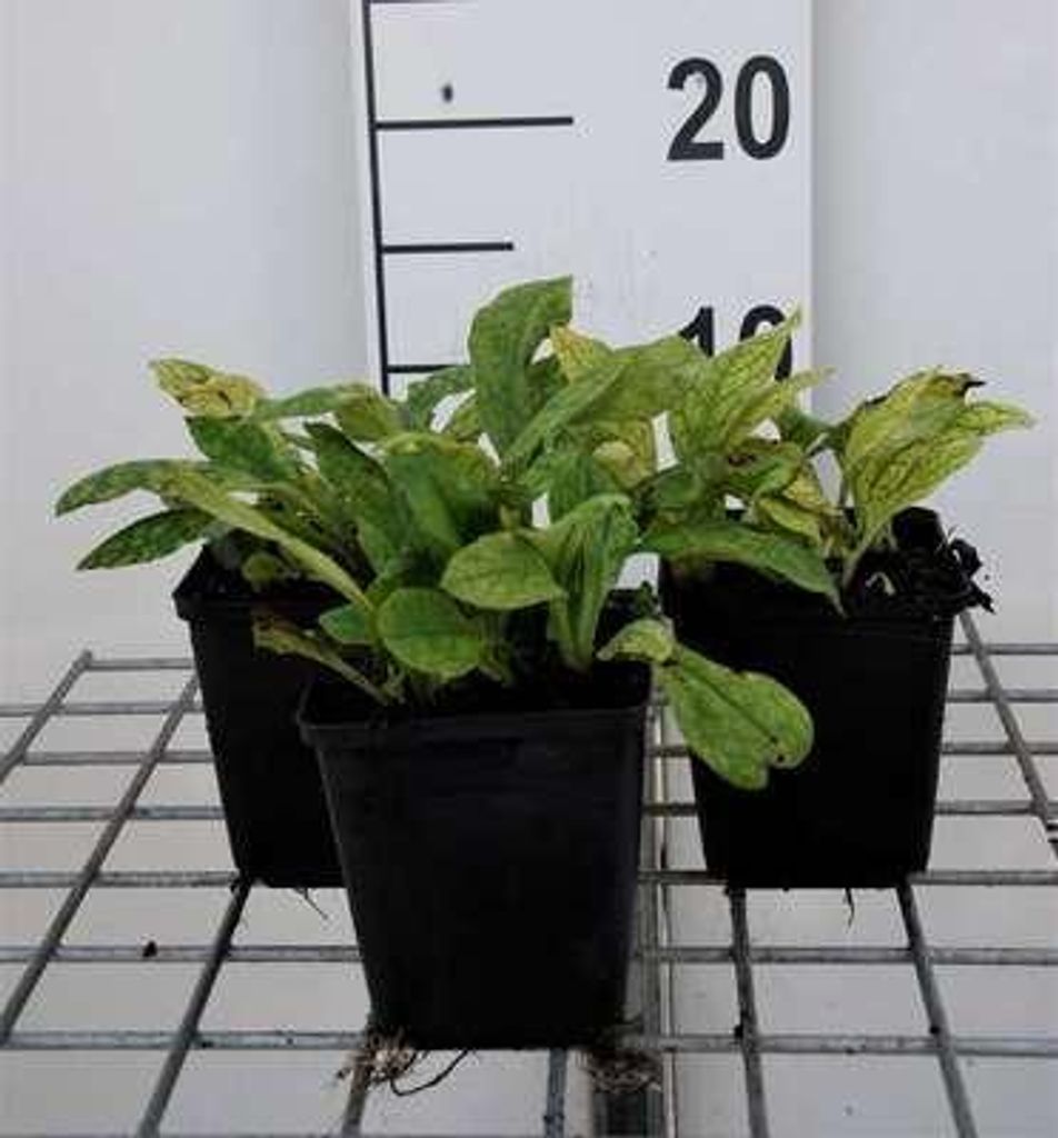 6 x Pulmonaria ang. 'Azurea' - Braunelle - Topf 9 x 9 cm