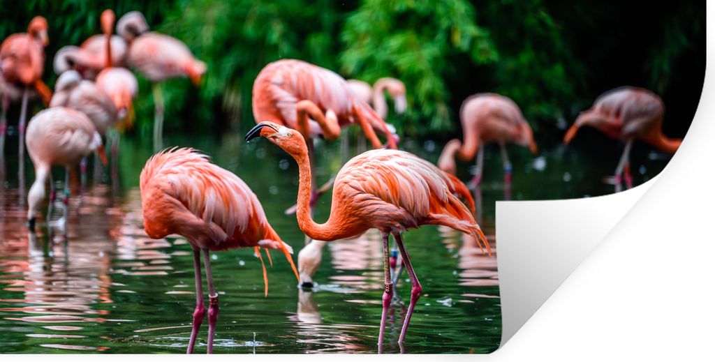 MuchoWow Wandtattoo Wandsticker Wandaufkleber Flamingo - Tropisch - Vogel - Wasser - Rosa 40x20 cm Selbstklebend und Repositionierbar - Aufkleber