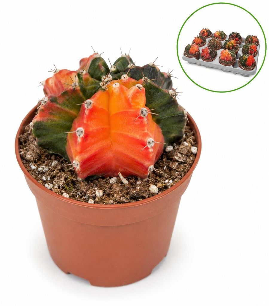 Gymnocalicium mihanovicii "Koi" - besonderer Erdbeerkaktus Produktbild 