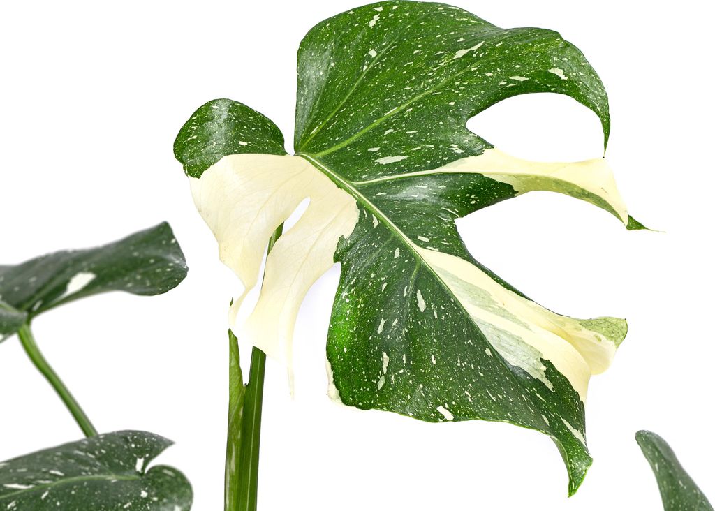 einblatt kunstpflanze Großes Einblatt | Spathiphyllum wallisii main image 1