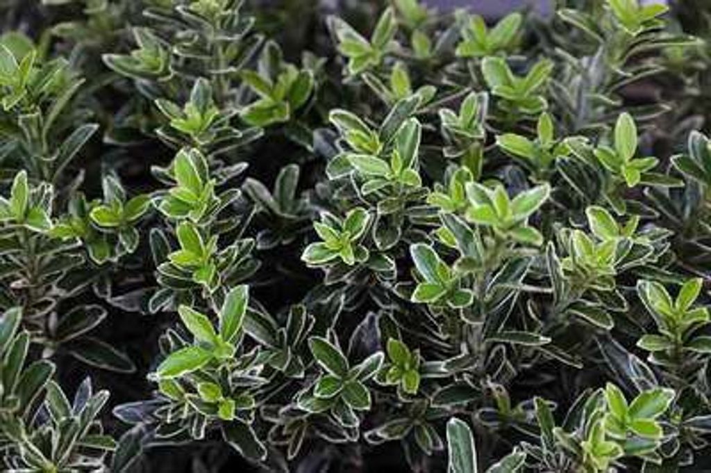 Euonymus japonicus - Korkflügelstrauch 25- 30 cm Container