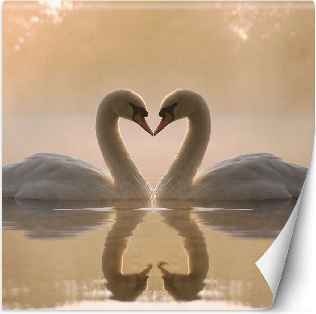 Vlies fototapete Schwäne schwimmen in einem See 150x150 cm Feeby Beige inkl. Kleber einfache Montage
